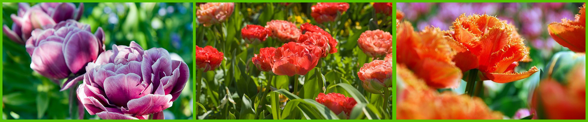 Dubbele tulpen dragen titel Bloembol van het jaar