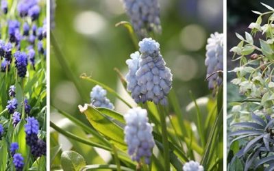 Planten in februari