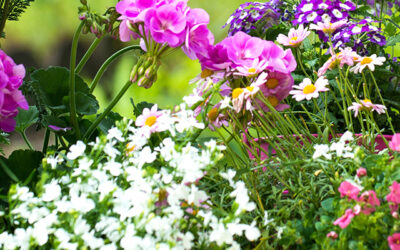 Planten en bloemen mei